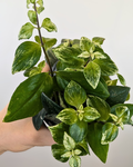 Aeschynanthus 'Mona Lisa' Variegata