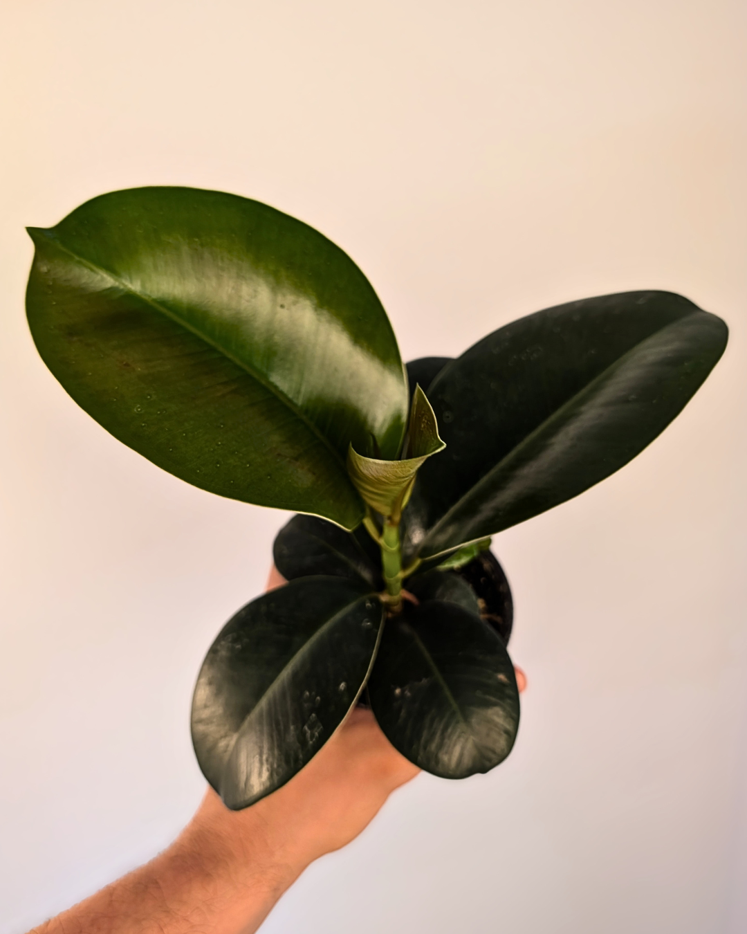 Ficus elastica 'Sofia'