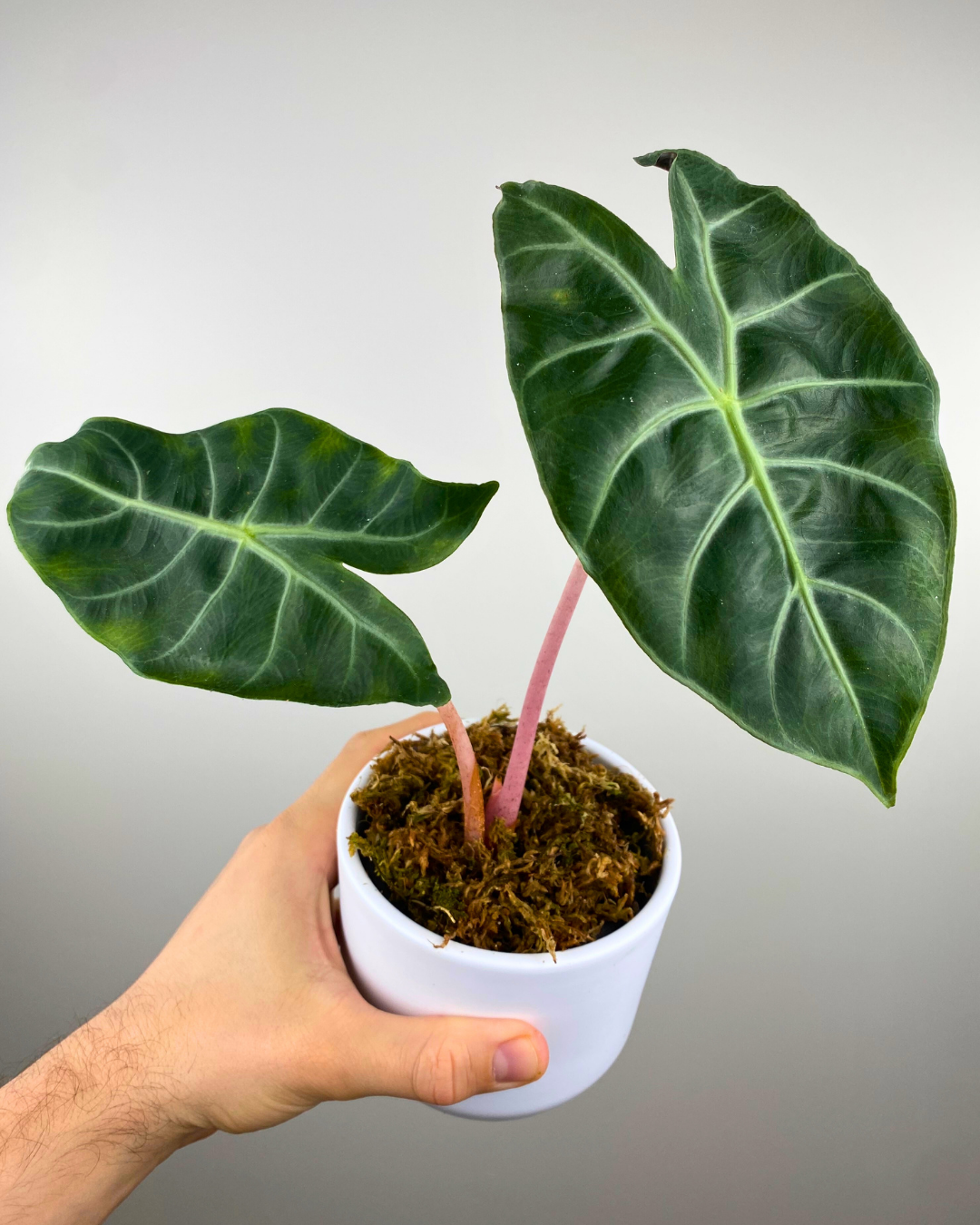 Alocasia Pink Dragon