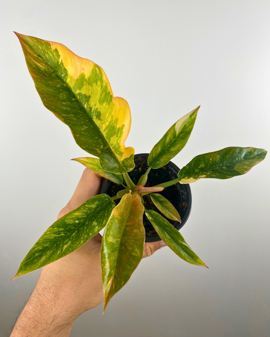 Philodendron Ring of Fire