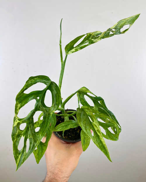 Monstera Adansonii Indonesian Marble Variegata  Aurea Plants