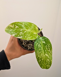 Philodendron Jose Buono