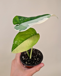 Syngonium Chiapense Variegata