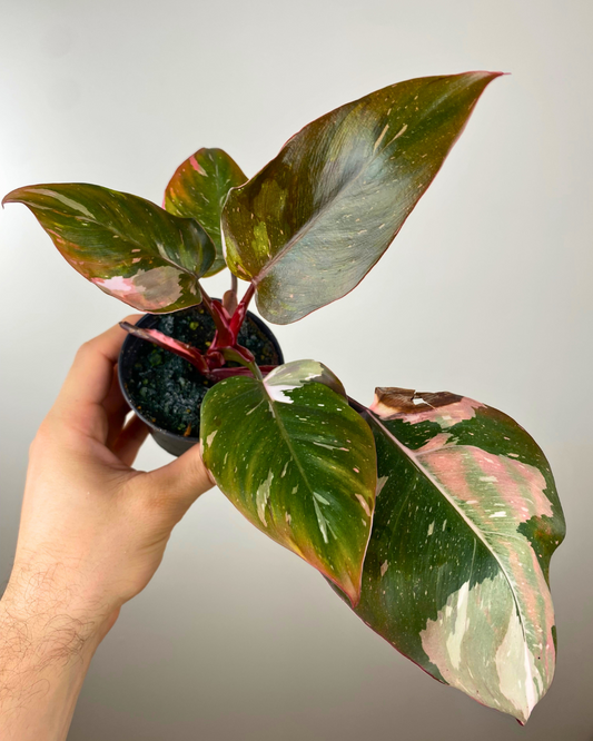 Philodendron Red Anderson