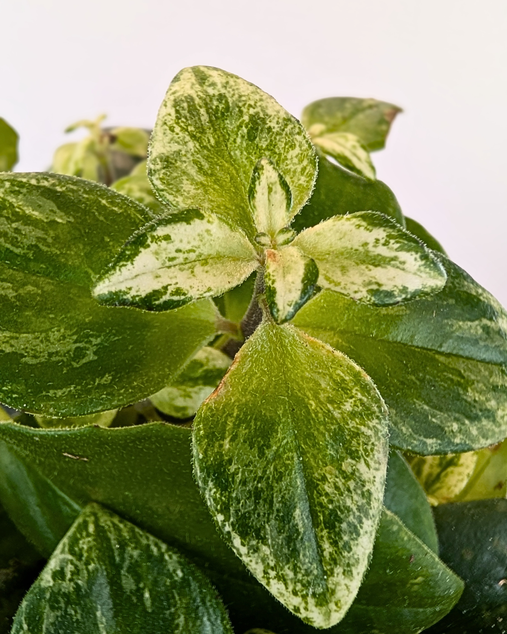 Aeschynanthus 'Mona Lisa' Variegata