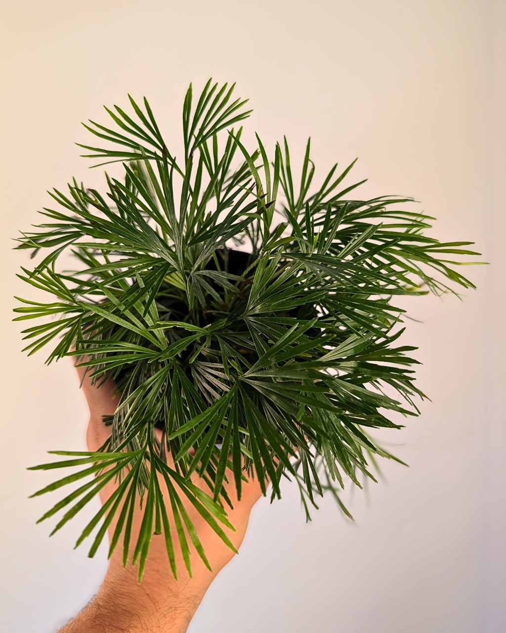 Actiniopteris Australis - Fougère 'Cils'