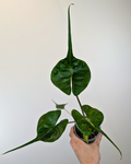 Alocasia 'Stingray'
