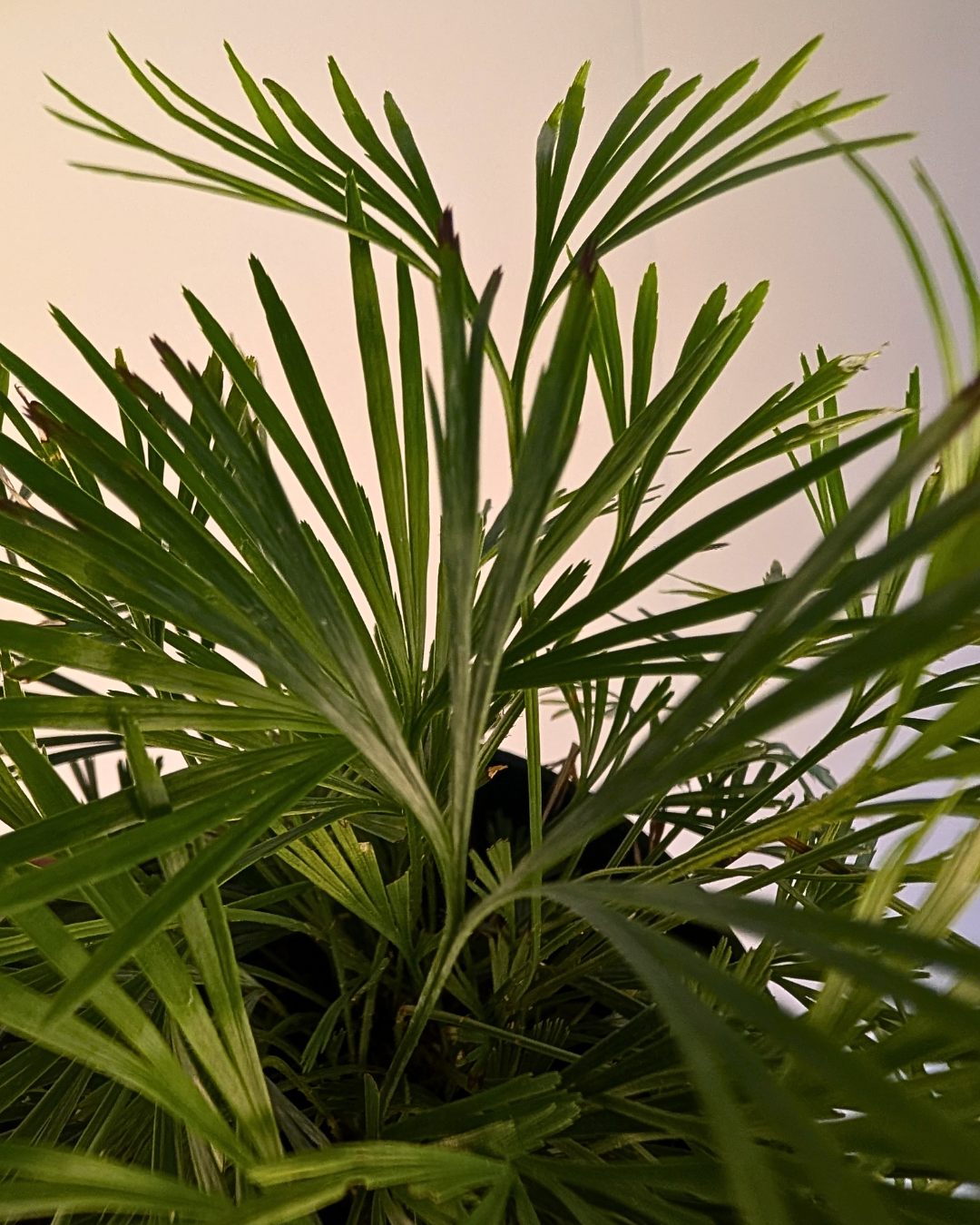 Actiniopteris Australis - Fougère 'Cils'