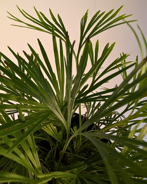 Actiniopteris Australis - Fougère 'Cils'