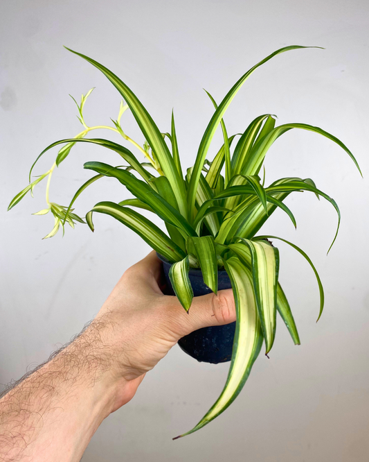 Plante Araignée