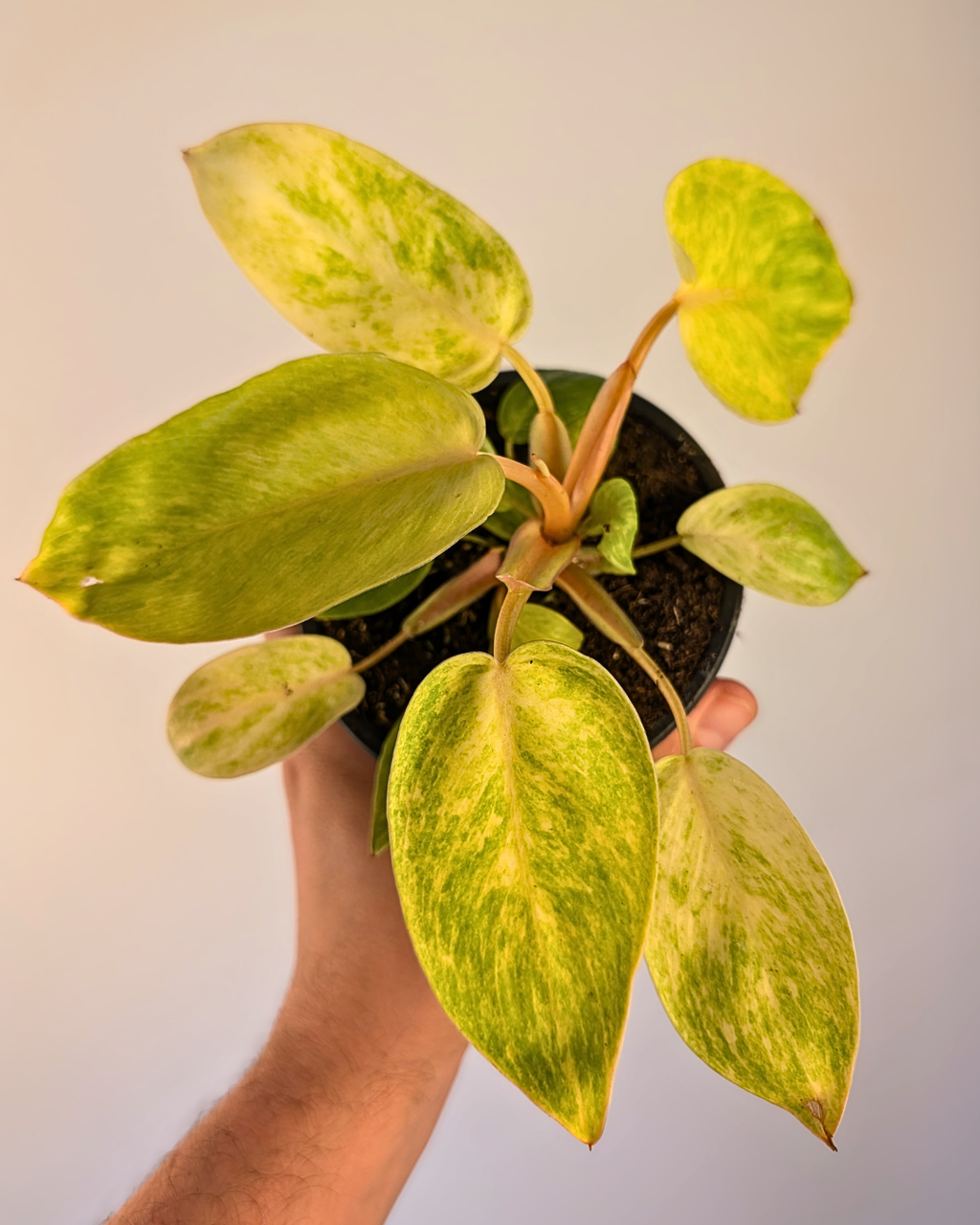 Philodendron 'Painted Lady'