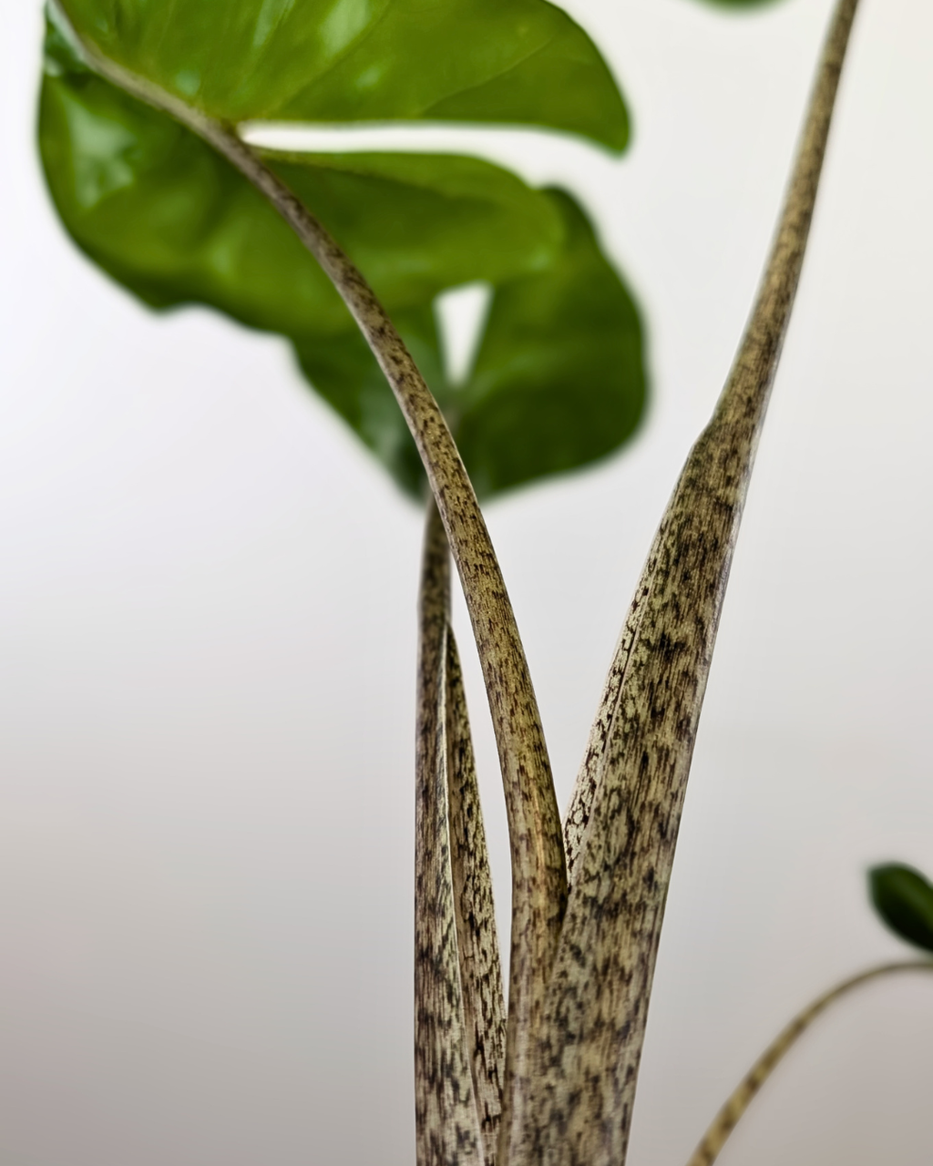 Alocasia 'Stingray'