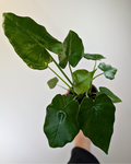 Alocasia Odora 'California'