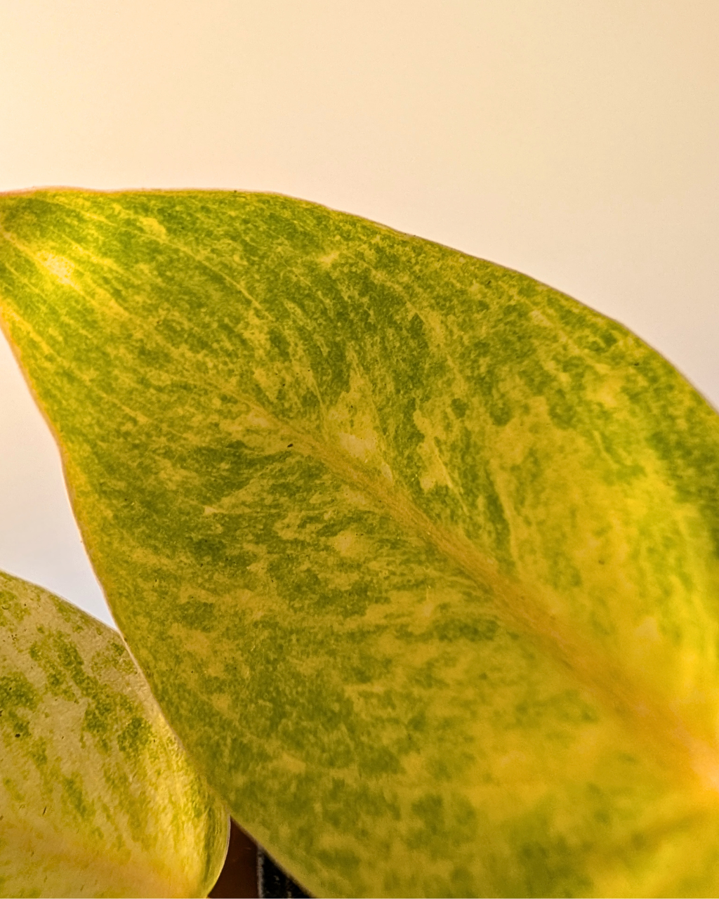 Philodendron 'Painted Lady'