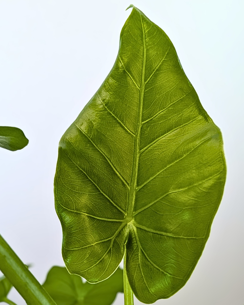 Alocasia Odora 'California'