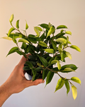 Ficus benjamina