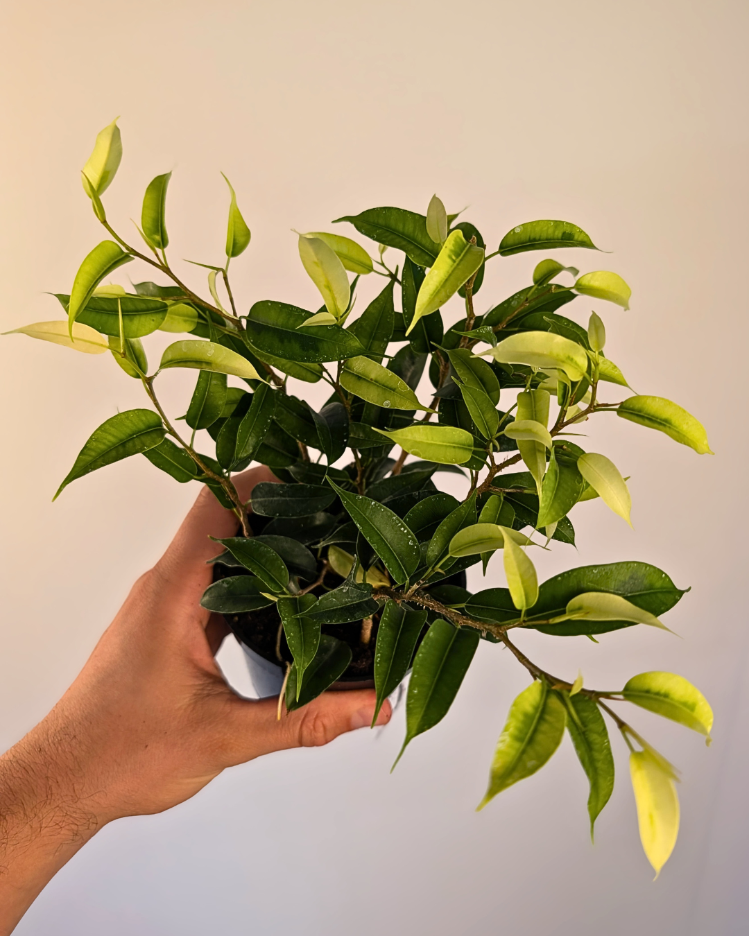 Ficus benjamina