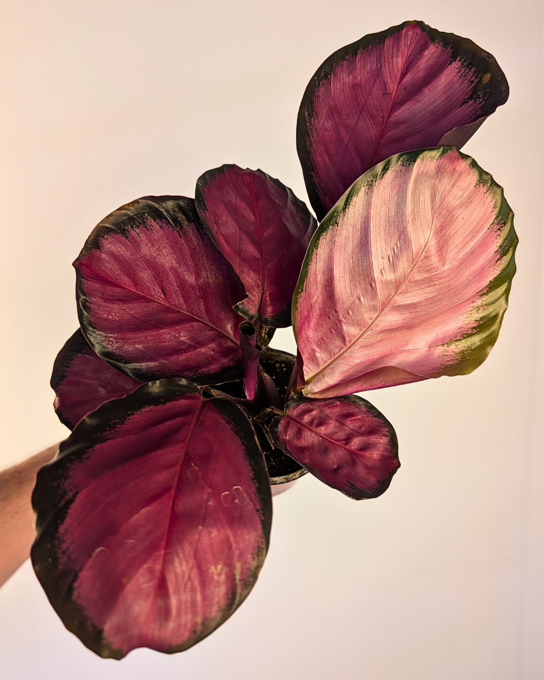 Calathea 'Rosy'