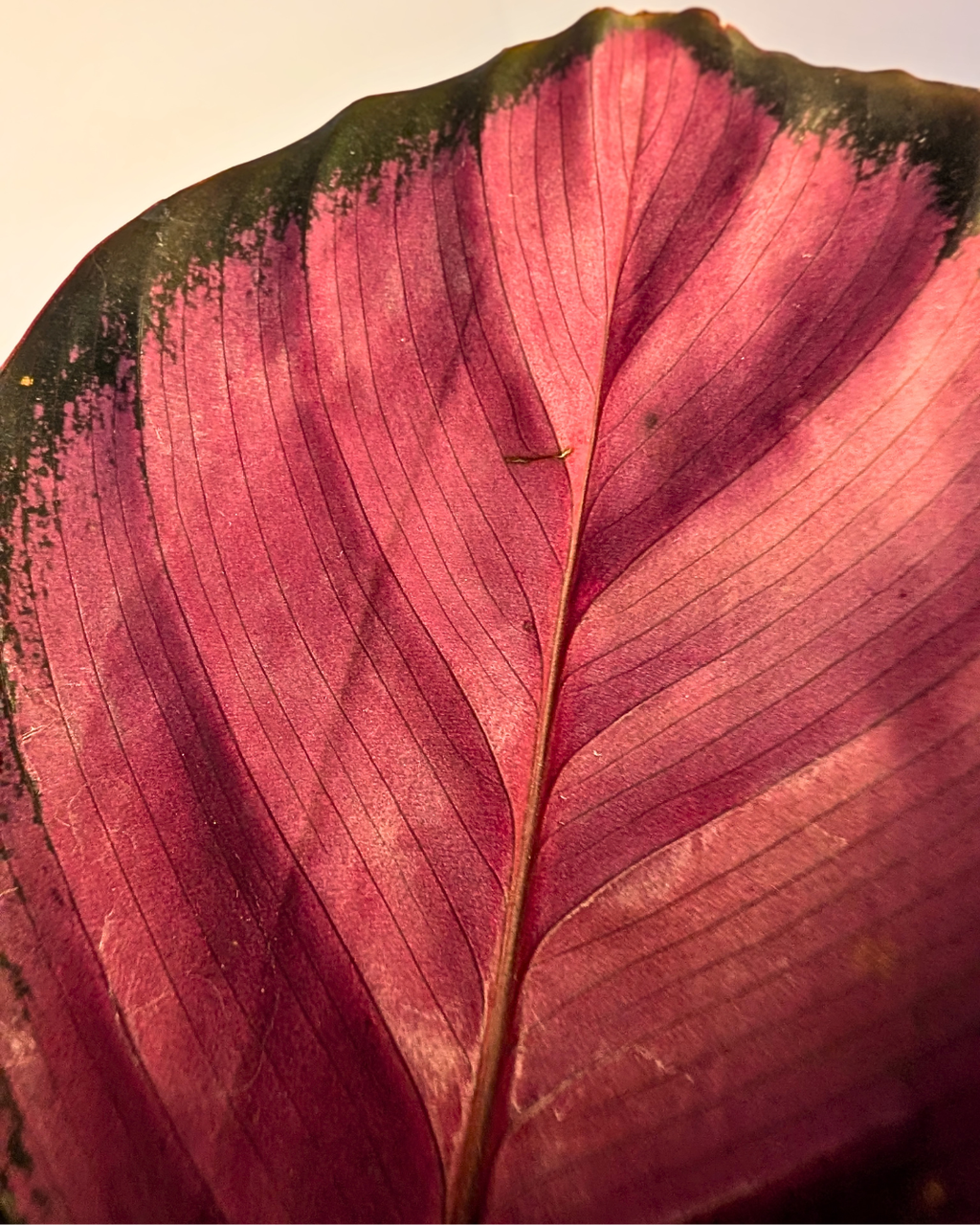 Calathea 'Rosy'