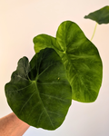 Colocasia esculenta