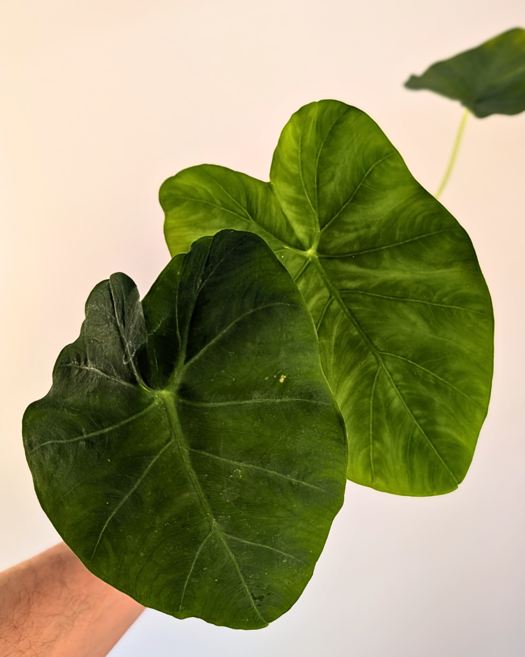 Colocasia esculenta
