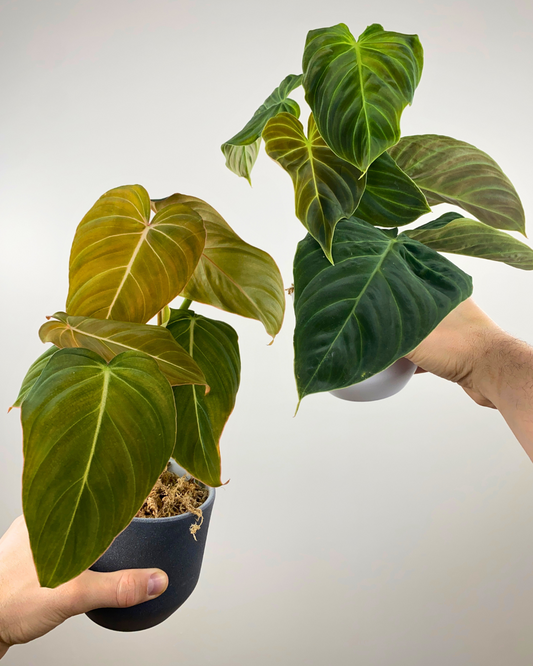 Duo Philodendron Splendid et Glorious