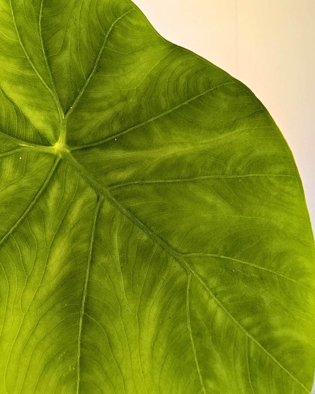 Colocasia esculenta