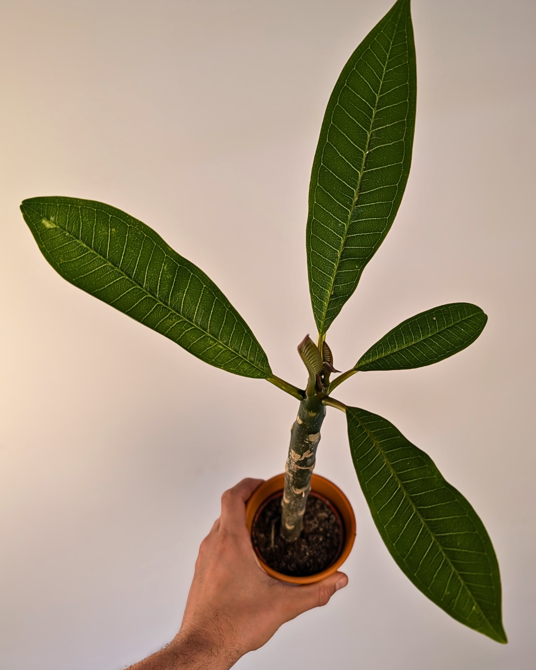 Plumeria en pot de terre-cuite