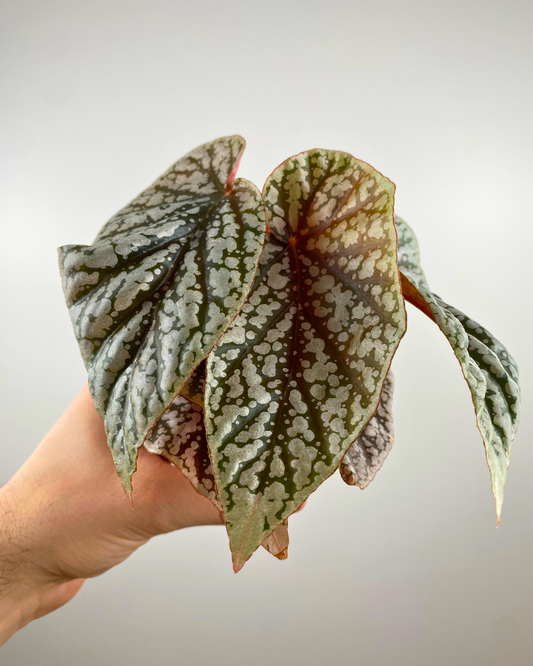 Begonia 'Snow Capped'