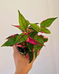 Alternanthera 'Party Time'