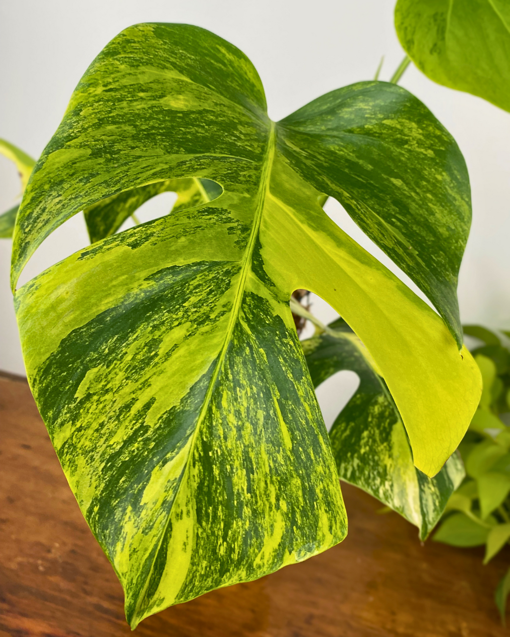 Monstera Aurea Marmorata