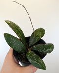 Hoya sigillatis