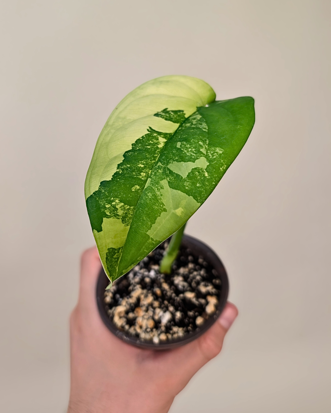 Syngonium Chiapense Variegata