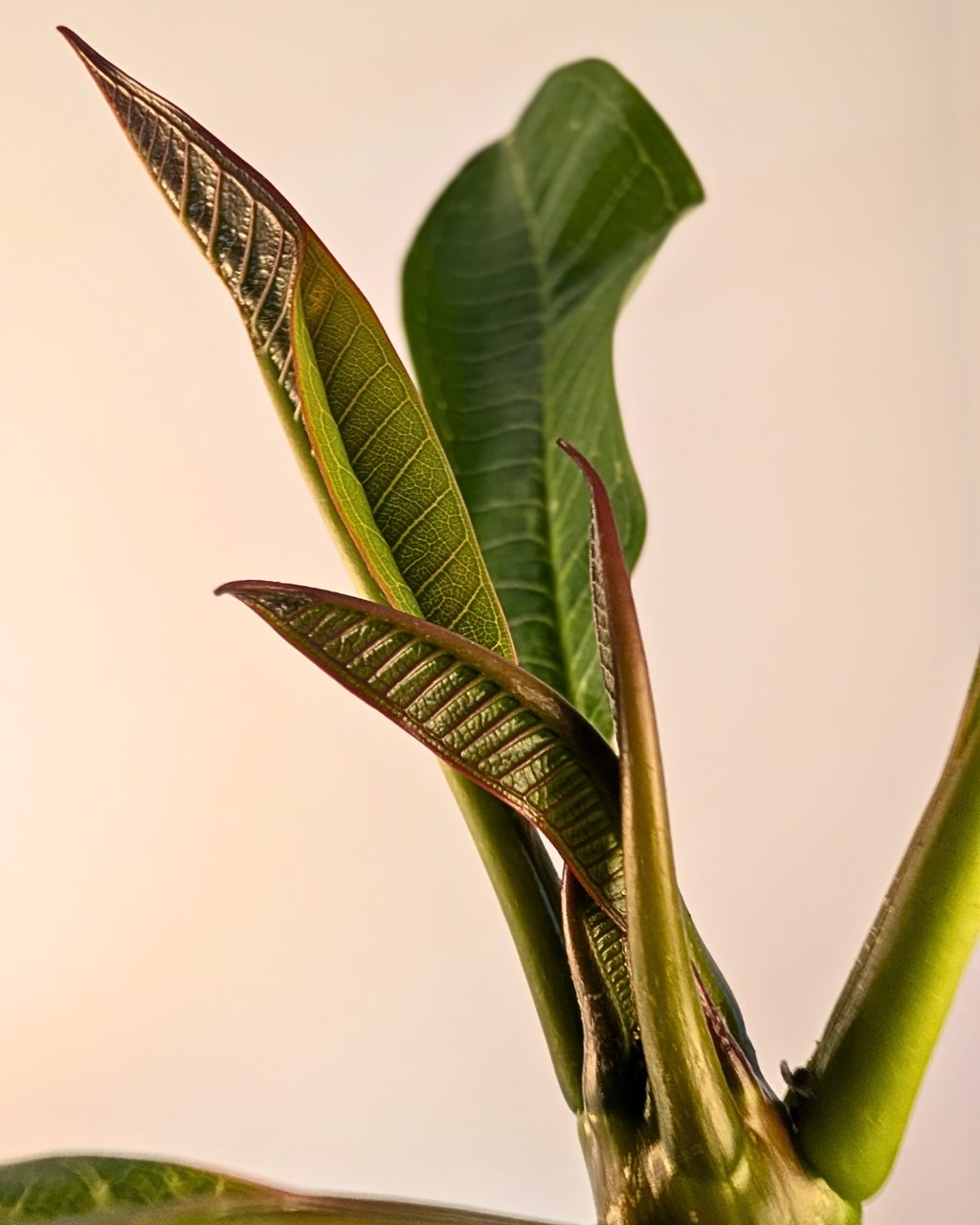 Plumeria en pot de terre-cuite