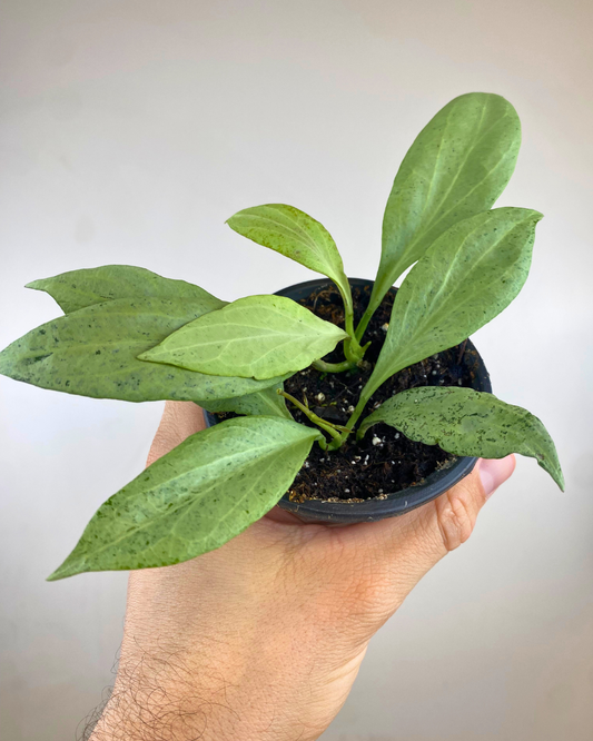 Hoya Nicholsoniae 'New Guinea Ghost'