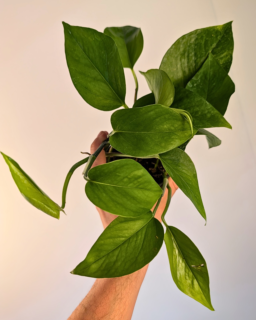 Pothos Jade