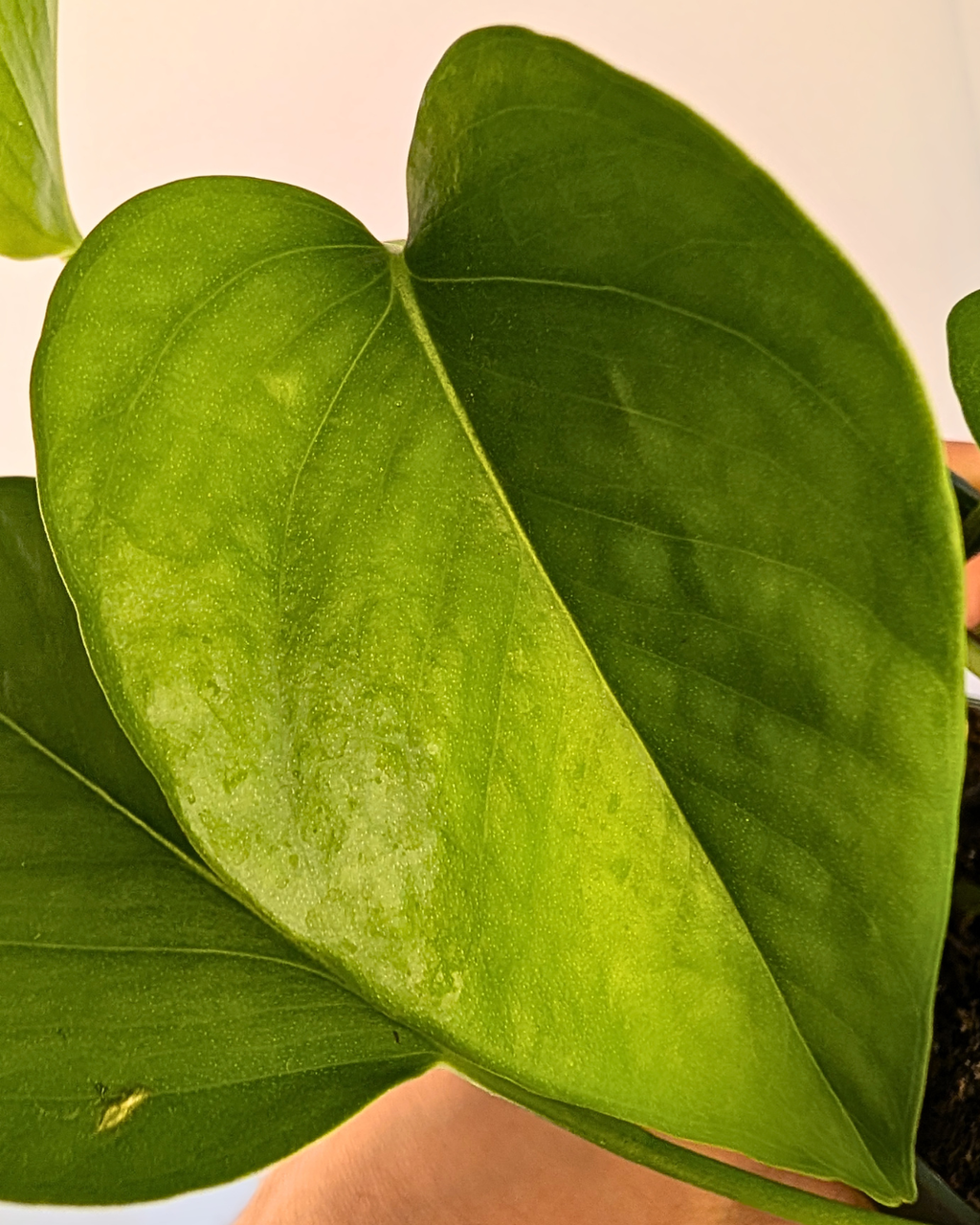 Pothos Jade