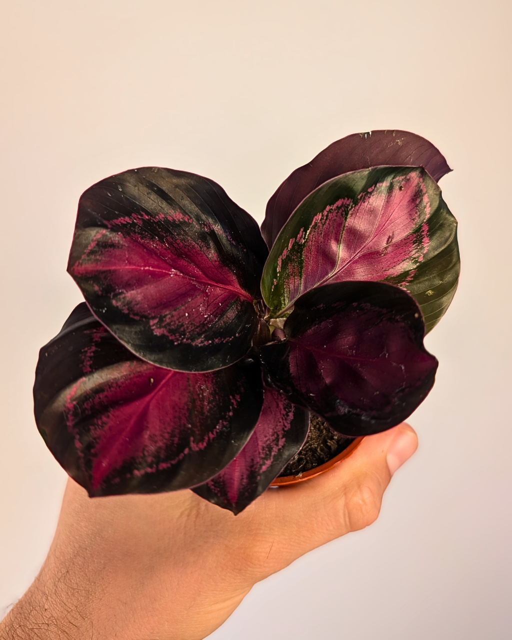 Calathea 'Rosy'