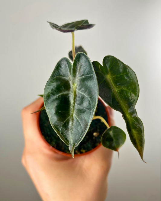 Alocasia Bambino