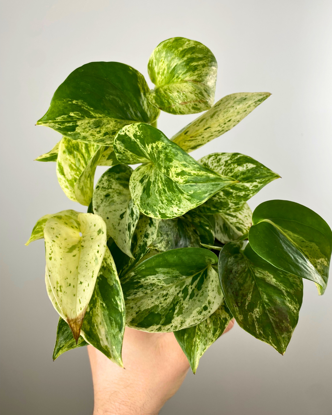 Marble Queen Pothos