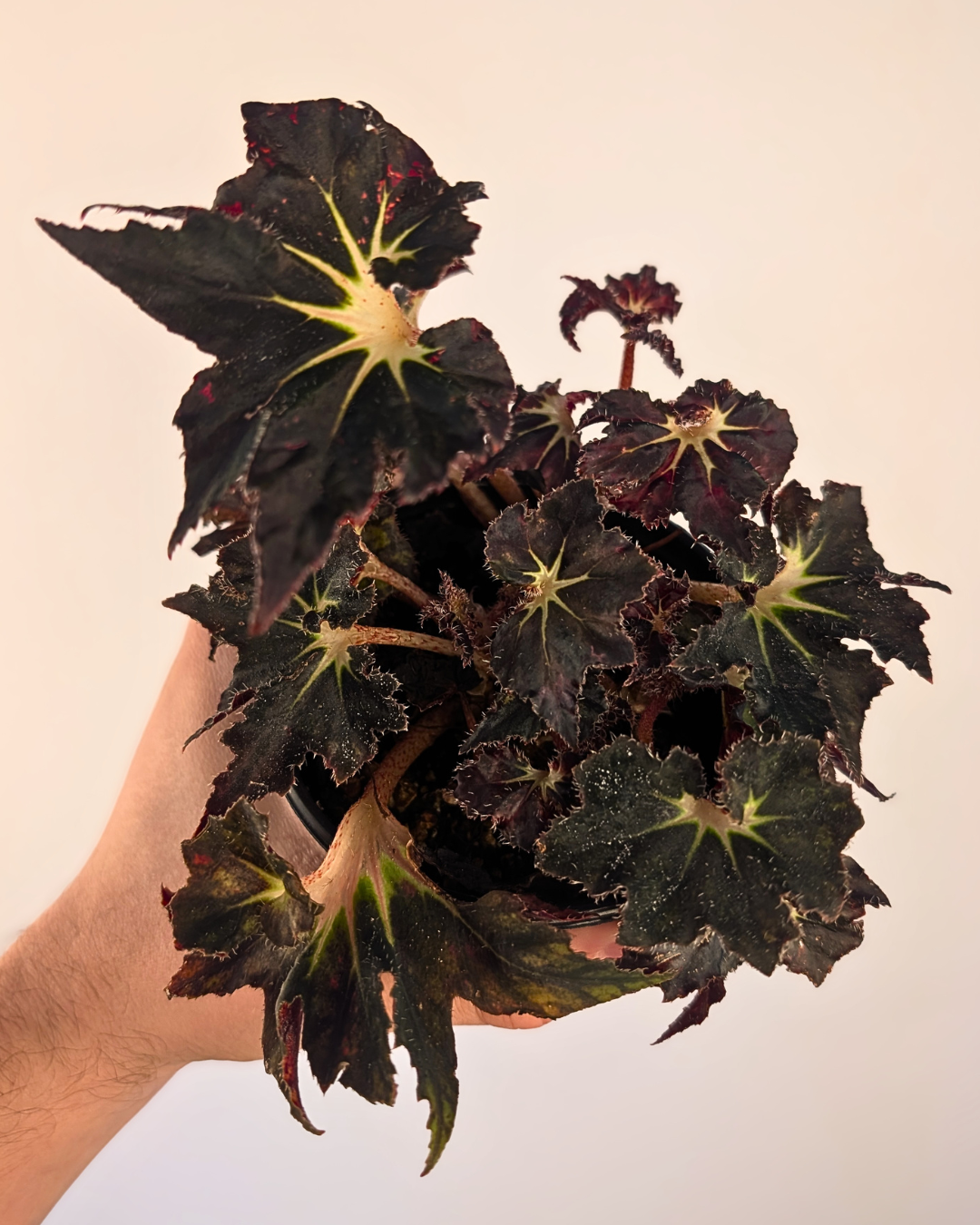Begonia 'Black Fang'