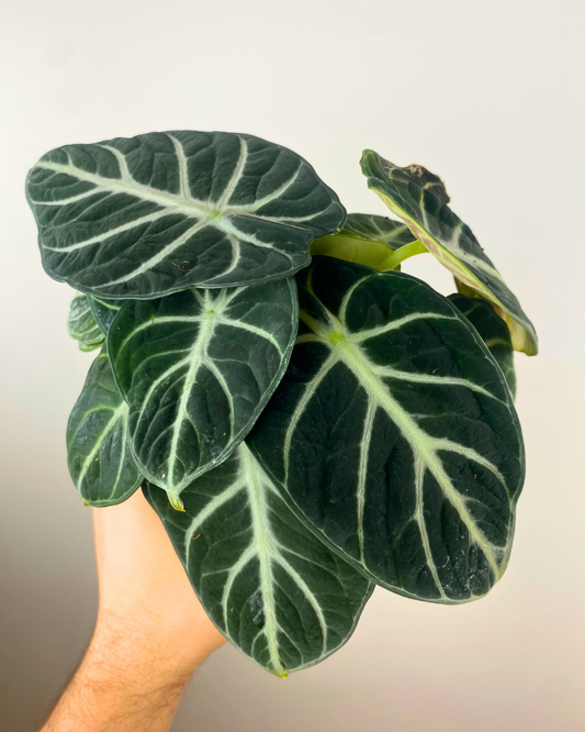 Alocasia Ninja