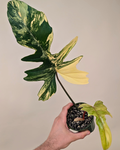 Philodendron Flobe x Mayoi Variegata