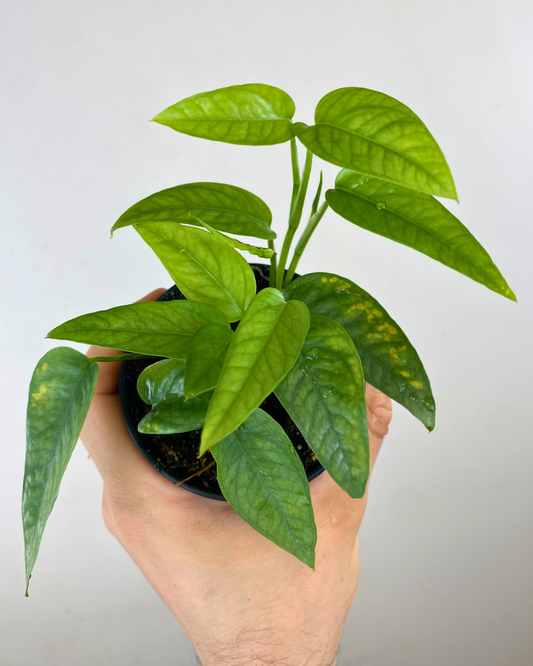 Pothos Epipremnum Pinnatum (Cebu Blue)