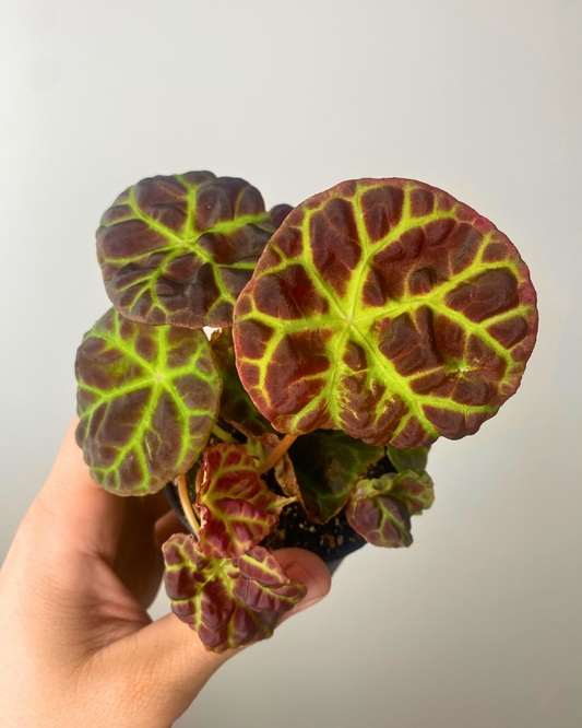 Begonia Goegoensis