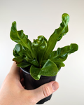 Asplenium 'Cobra'