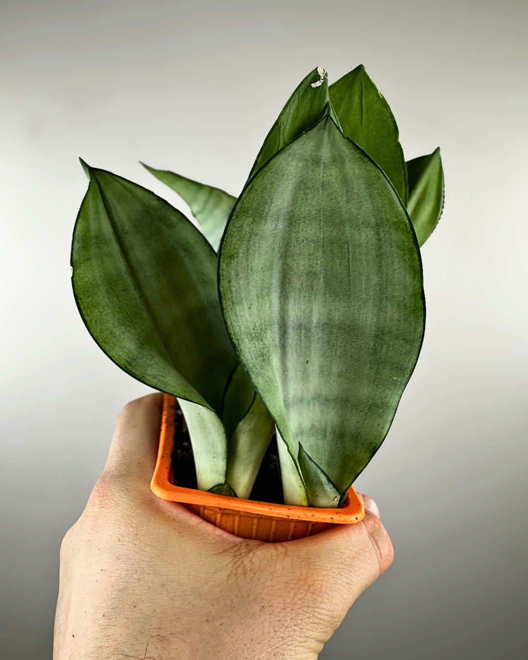 Sansevieria trifasciata 'Moonshine'