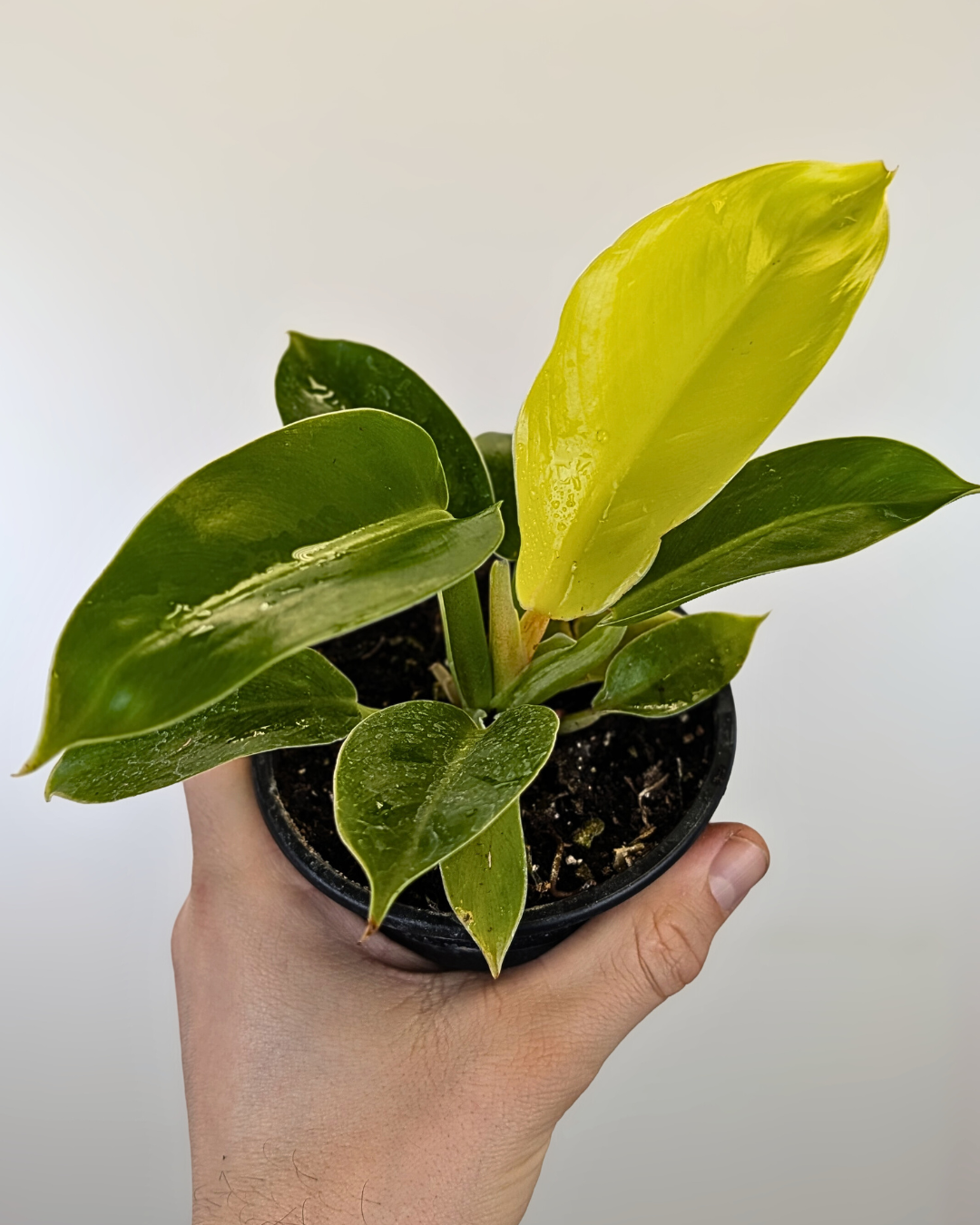 Philodendron 'Moonlight'