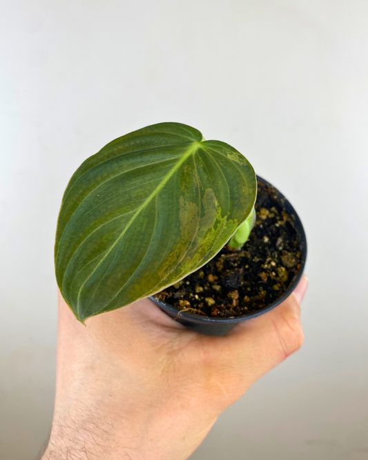 3" Philodendron Melanochrysum