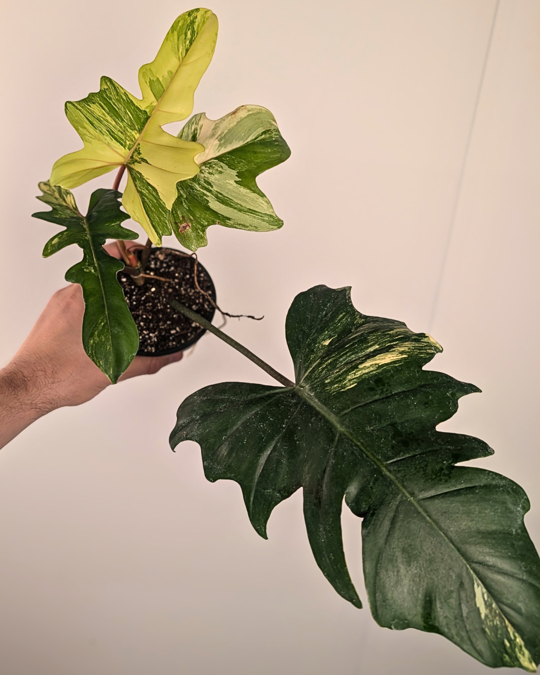 Philodendron Flobe x Mayoi Variegata